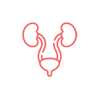 Urology icon